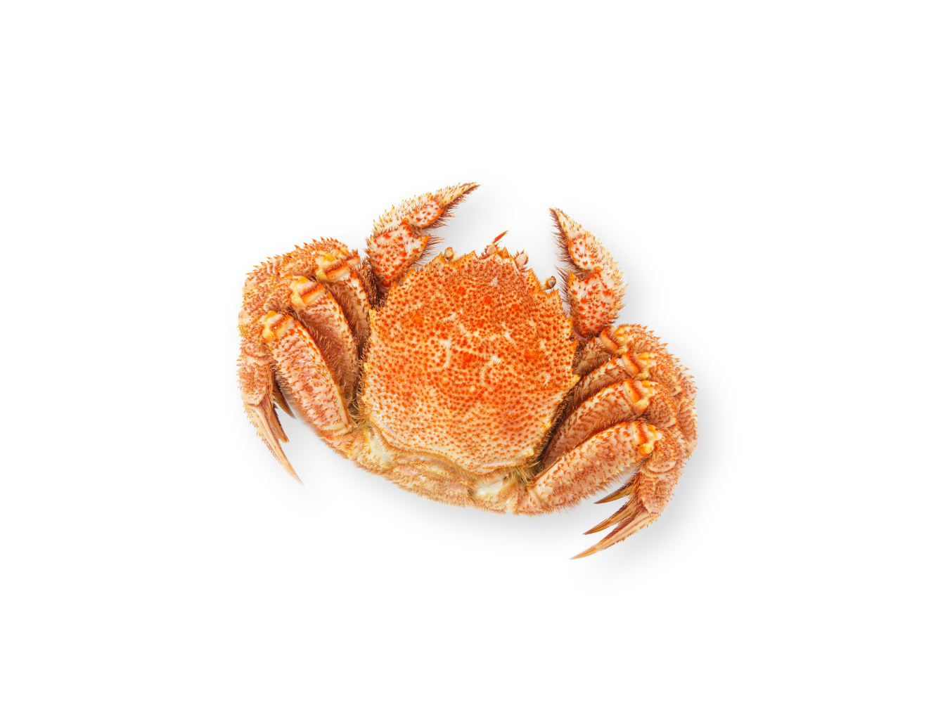 おこっぺアイス<br>興部アイス